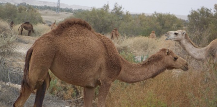 17 camels